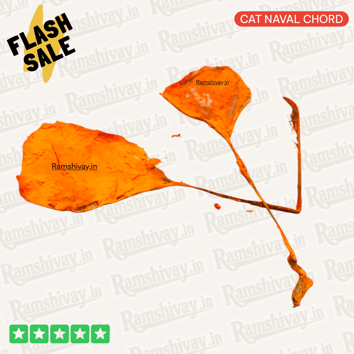 Billi Ki Jer – Natural and Certified Billi ki Naal (Cat Naval Chord) with Positive Energy | Protection & Success Talisman – Ramshivay - Ramshivay