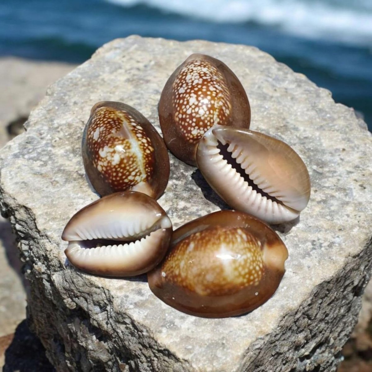 Black Kaudi with Vedic Puja Use - 250gm | For Vastu, Astrology & Lakshmi Sadhana – Ramshivay - Ramshivay