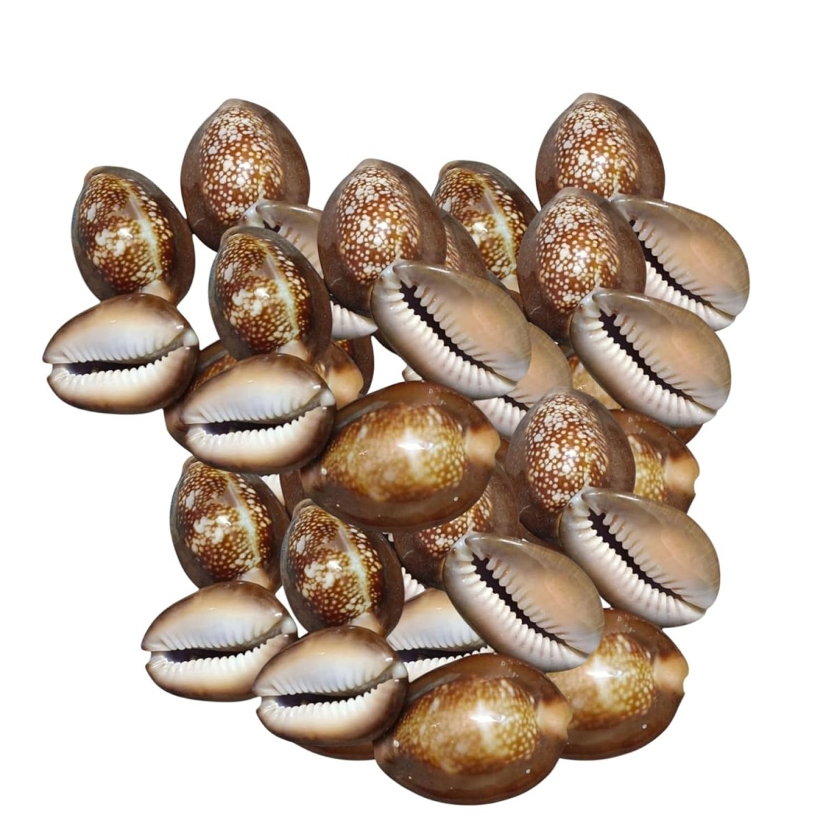 Black Kaudi with Vedic Puja Use - 250gm | For Vastu, Astrology & Lakshmi Sadhana – Ramshivay - Ramshivay