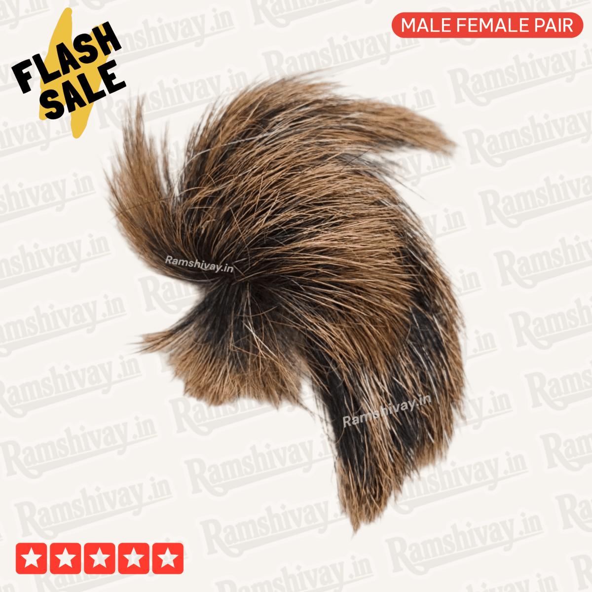 Combo of Siyar Singhi (Gidar Singhi) + Billi Ki Jer with Only Prepaid Order Offer | Protection, Nazar Dosh & Prosperity – Ramshivay - Ramshivay