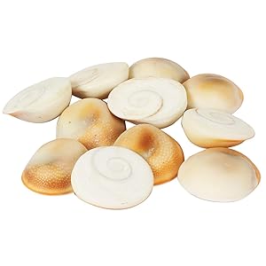 Natural Gomti Chakra Set of 10 - Prosperity Energy for Wealth & Vastu – Ramshivay - Ramshivay