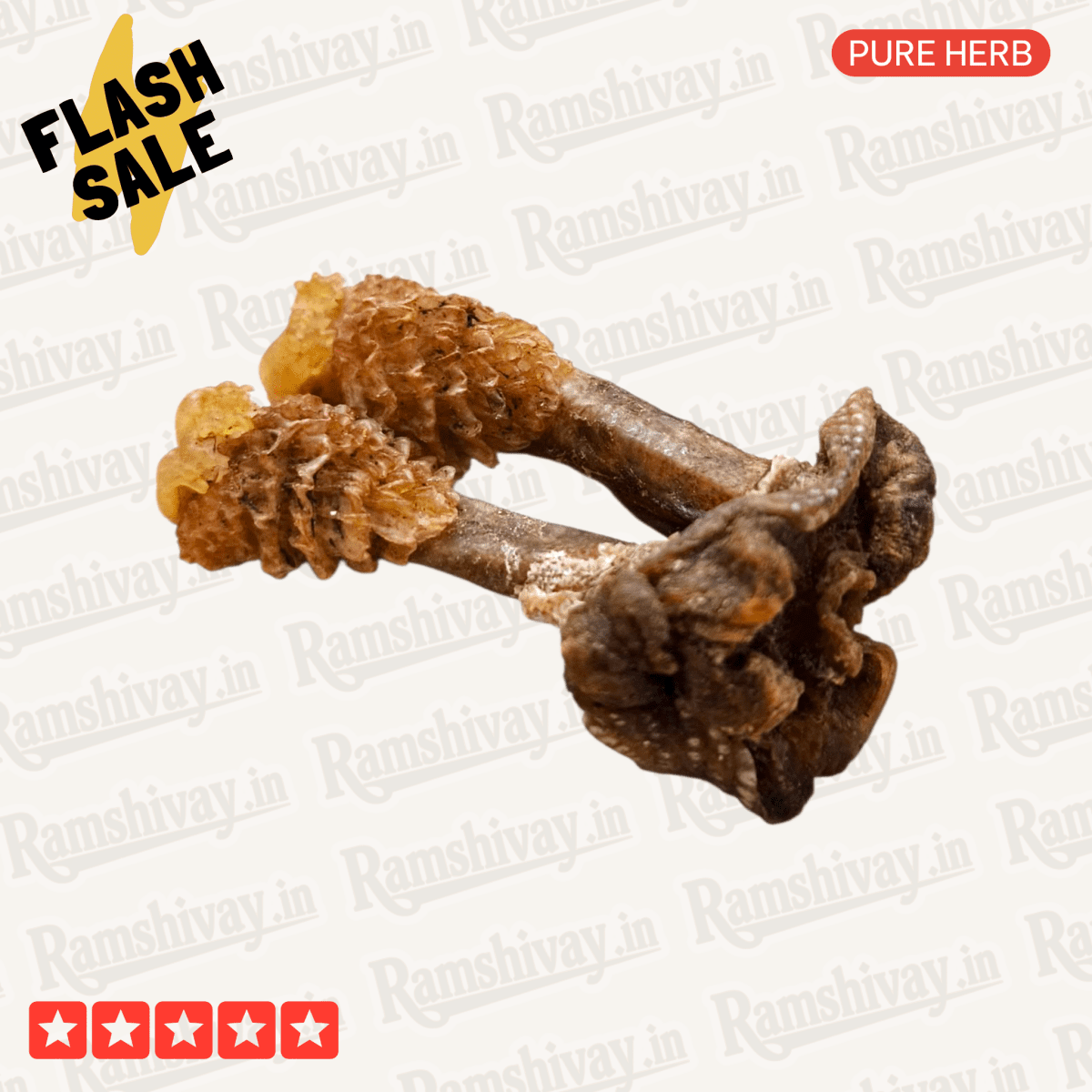 Natural Hatha Jodi (Herb) with Certified Purity | Prosperity, Protection & Siddhi – Ramshivay - Ramshivay