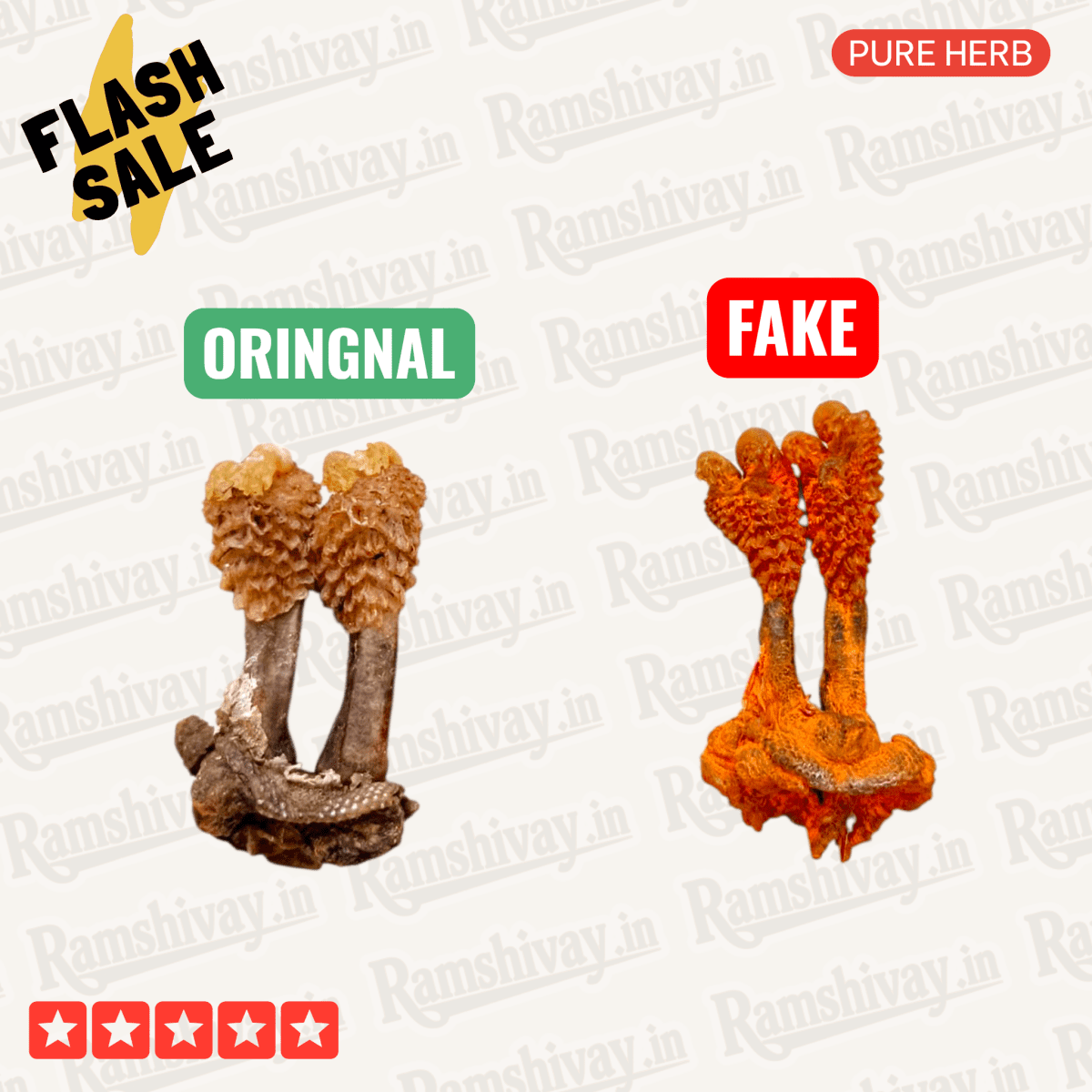 Natural Hatha Jodi (Herb) with Certified Purity | Prosperity, Protection & Siddhi – Ramshivay - Ramshivay