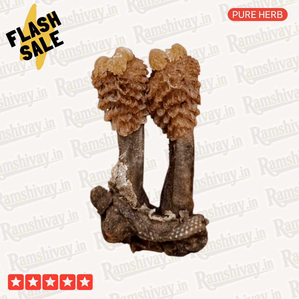 Natural Hatha Jodi (Herb) with Certified Purity | Prosperity, Protection & Siddhi – Ramshivay - Ramshivay