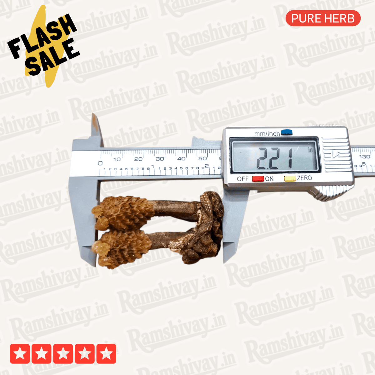 Natural Hatha Jodi (Herb) with Certified Purity | Prosperity, Protection & Siddhi – Ramshivay - Ramshivay