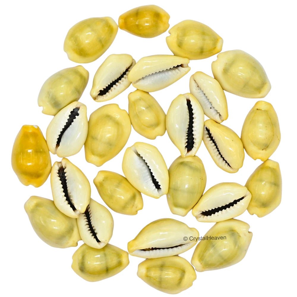 Natural Pili Kaudi - Yellow Kaudi with 250g Pack | Laxmi & Diwali Puja – Ramshivay - Ramshivay