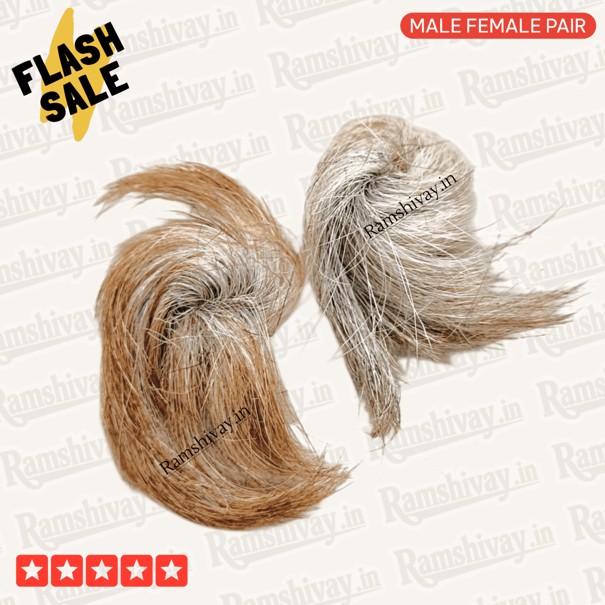 Original Gidar Singhi – Natural Siyar Singhi Joda with Divine Pair Energy | Protection & Success Charm – Ramshivay - Ramshivay