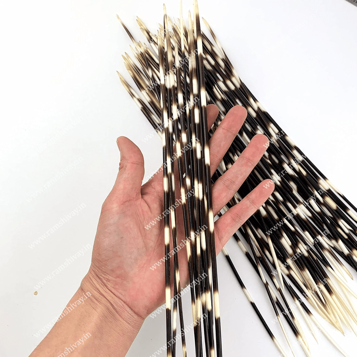 Saahi Ka Kanta (Porcupine Quills) with Natural, Handpicked Sourcing | Remedies, Protection & Negativity Removal – Ramshivay - Ramshivay