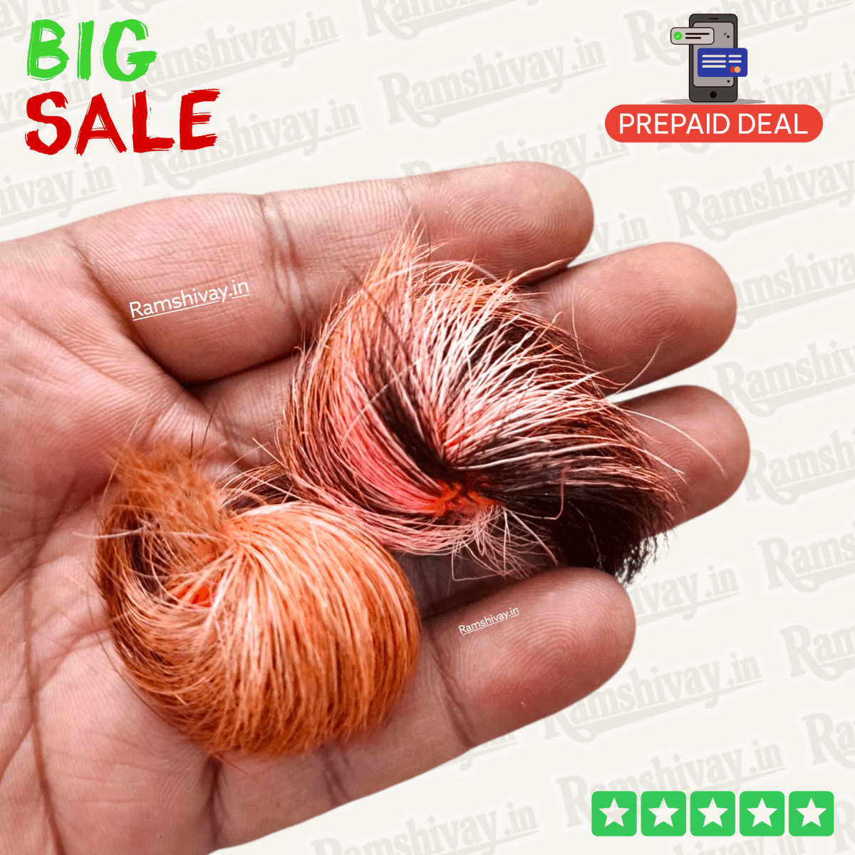 Siyar Singhi Pair – Natural and Certified Gidar Singhi Joda with Male‑Female Energy | Protection & Fortune Symbol – Ramshivay - Ramshivay