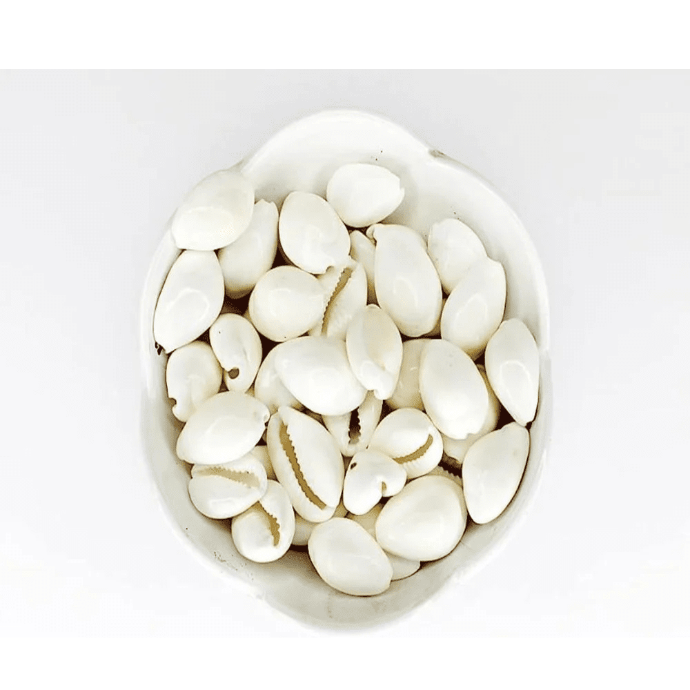 White Cowrie Shells with 100gm Pack | Pooja & Remedies – Ramshivay - Ramshivay