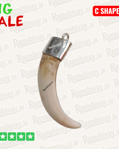 Shukra Dant (जंगली सूअर का दांत) Kya Hai? Benefits aur Kise Dhaaran Karna Chahiye