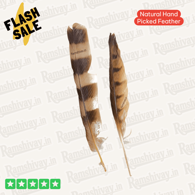 Natural Owl Feather Ullu Ka Pankh with Lab Certificate for Prosperity – Ramshivay