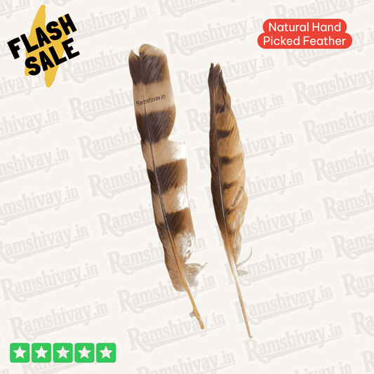 Combo of Owl & Crow Feathers (Ullu Ka Pankh + Kauwe Ka Pankh) with Lab Certificate | Remedies, Protection & Prosperity – Ramshivay - Ramshivay