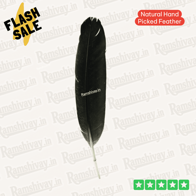 Natural Crow Feather Kauwe Ka Pankh with Lab Certificate for Remedies – Ramshivay