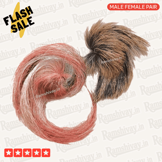 Combo of Siyar Singhi (Gidar Singhi) + Billi Ki Jer with Only Prepaid Order Offer | Protection, Nazar Dosh & Prosperity – Ramshivay - Ramshivay