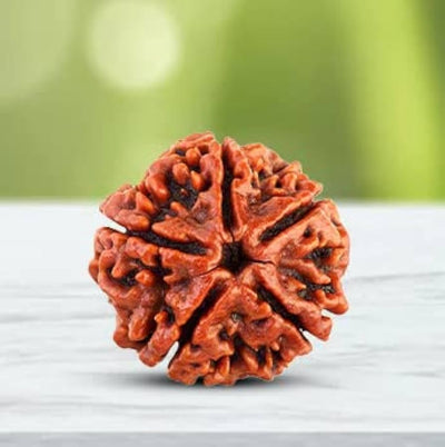 Har Ghar Rudraksha - Free 5 Mukhi Rudraksha Lab Certified – Ramshivay