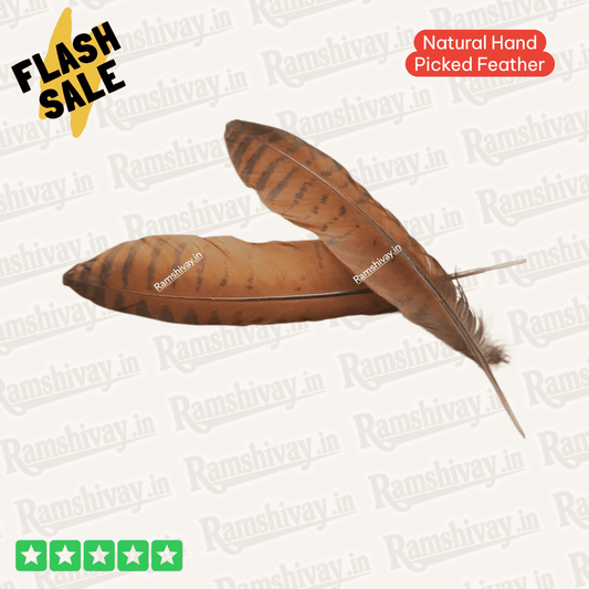 Natural Eagle Feather (Garud Pankh) with Lab Certificate | Remedies, Protection & Positivity – Ramshivay - Ramshivay