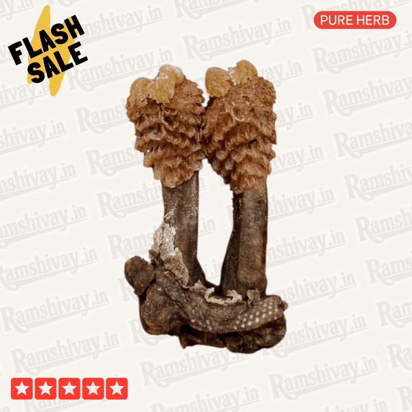 Natural Hatha Jodi Herb with Certified Purity for Prosperity & Siddhi – Ramshivay Ramshivay