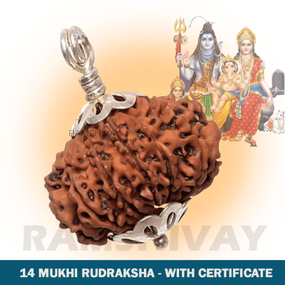 Original 14 Mukhi Rudraksha with Lab Certificate for Intuition & Protection – Ramshivay