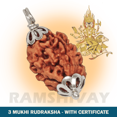 Original 3 Mukhi Rudraksha with Lab Certificate for Stress Relief & Healing – Ramshivay