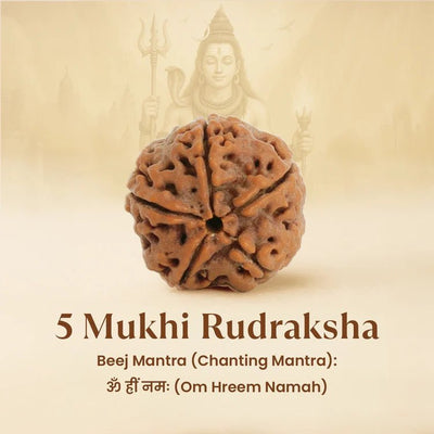 Rudraksha