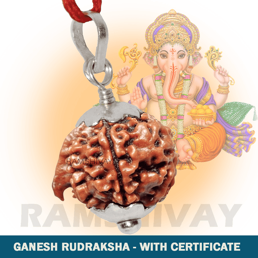 Original Ganesh Rudraksha with Lab Certificate for Success & Prosperity – Ramshivay - Ramshivay