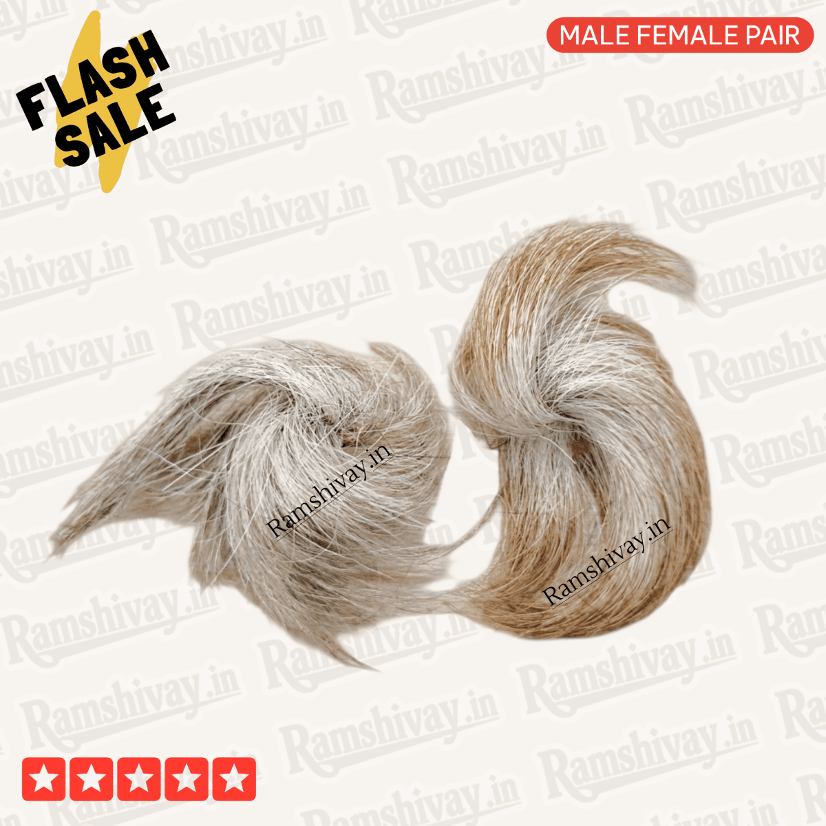 Original Gidar Singhi – Natural Siyar Singhi Joda with Divine Pair Energy | Protection & Success Charm – Ramshivay - Ramshivay