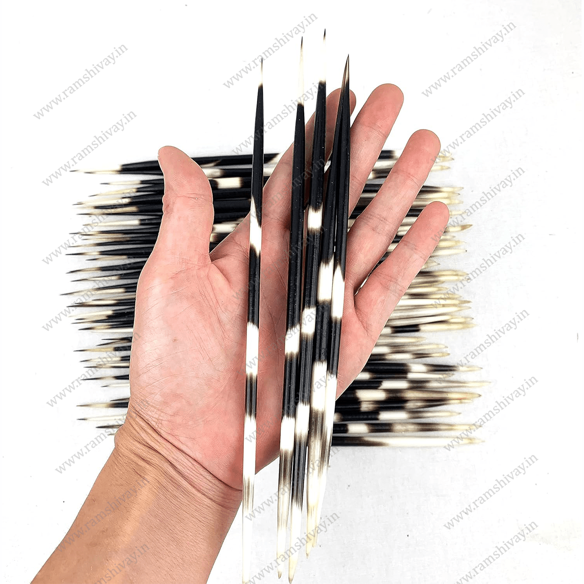 Saahi Ka Kanta (Porcupine Quills) with Natural, Handpicked Sourcing | Remedies, Protection & Negativity Removal – Ramshivay - Ramshivay