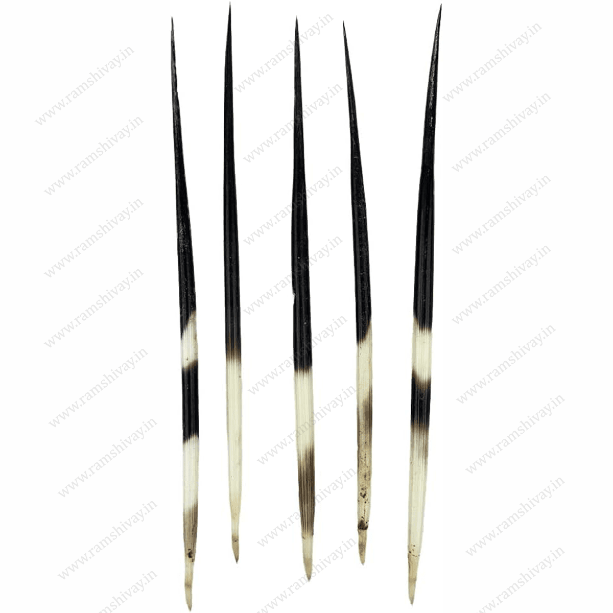 Saahi Ka Kanta (Porcupine Quills) with Natural, Handpicked Sourcing | Remedies, Protection & Negativity Removal – Ramshivay - Ramshivay