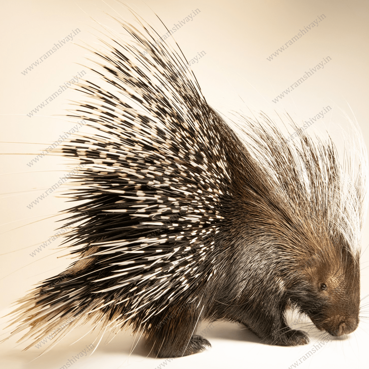 Saahi Ka Kanta (Porcupine Quills) with Natural, Handpicked Sourcing | Remedies, Protection & Negativity Removal – Ramshivay - Ramshivay